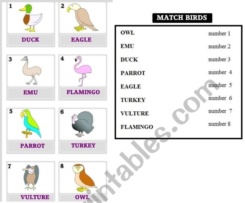 Match the words worksheet