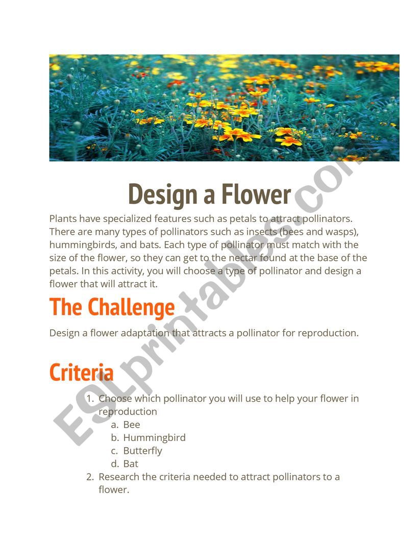 Design a Flower worksheet