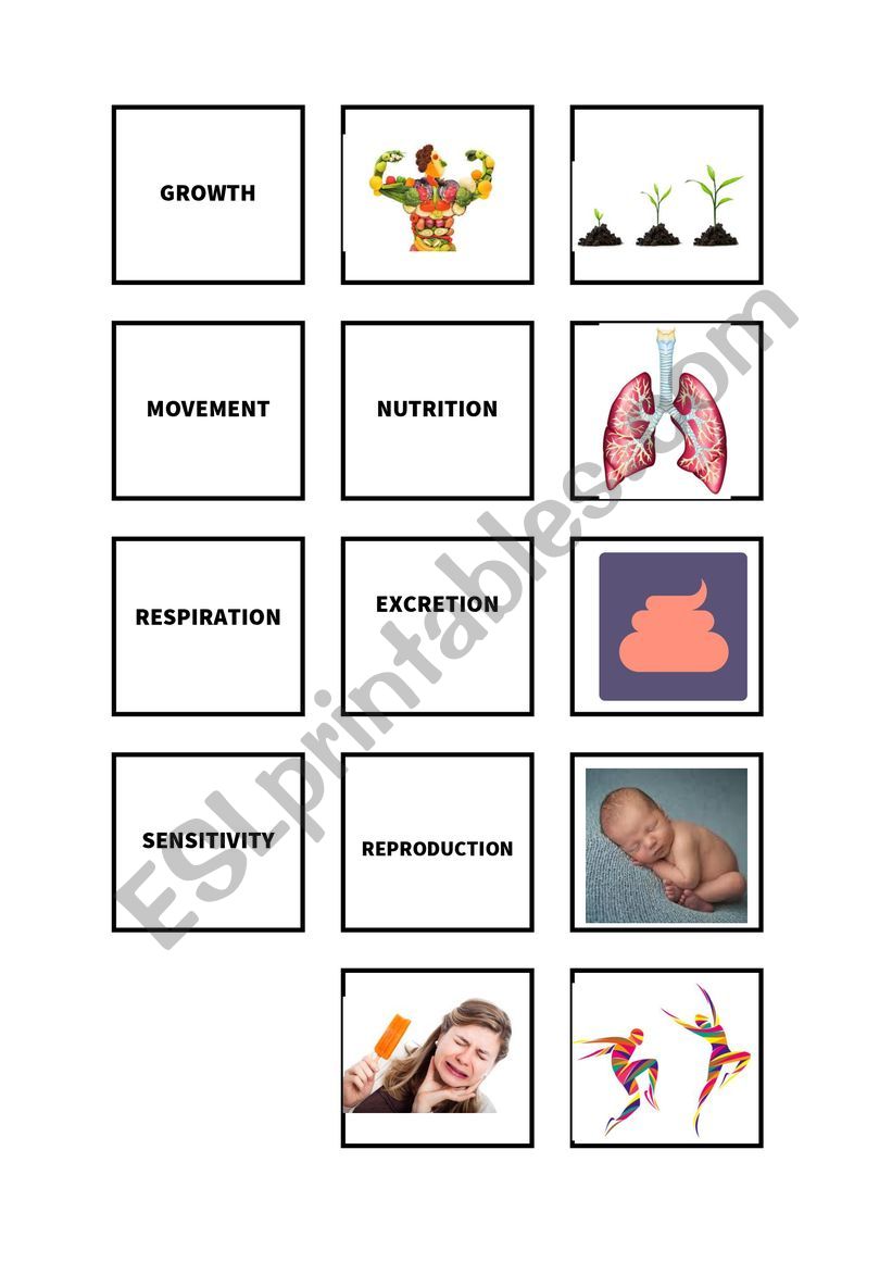 7 life processess memory game worksheet