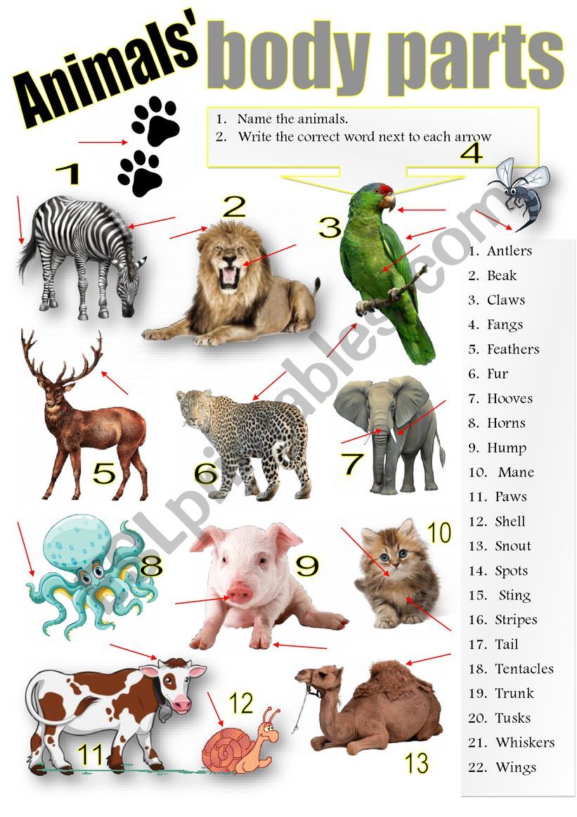 ANIMALS´ BODY PARTS - ESL worksheet by pilarmham