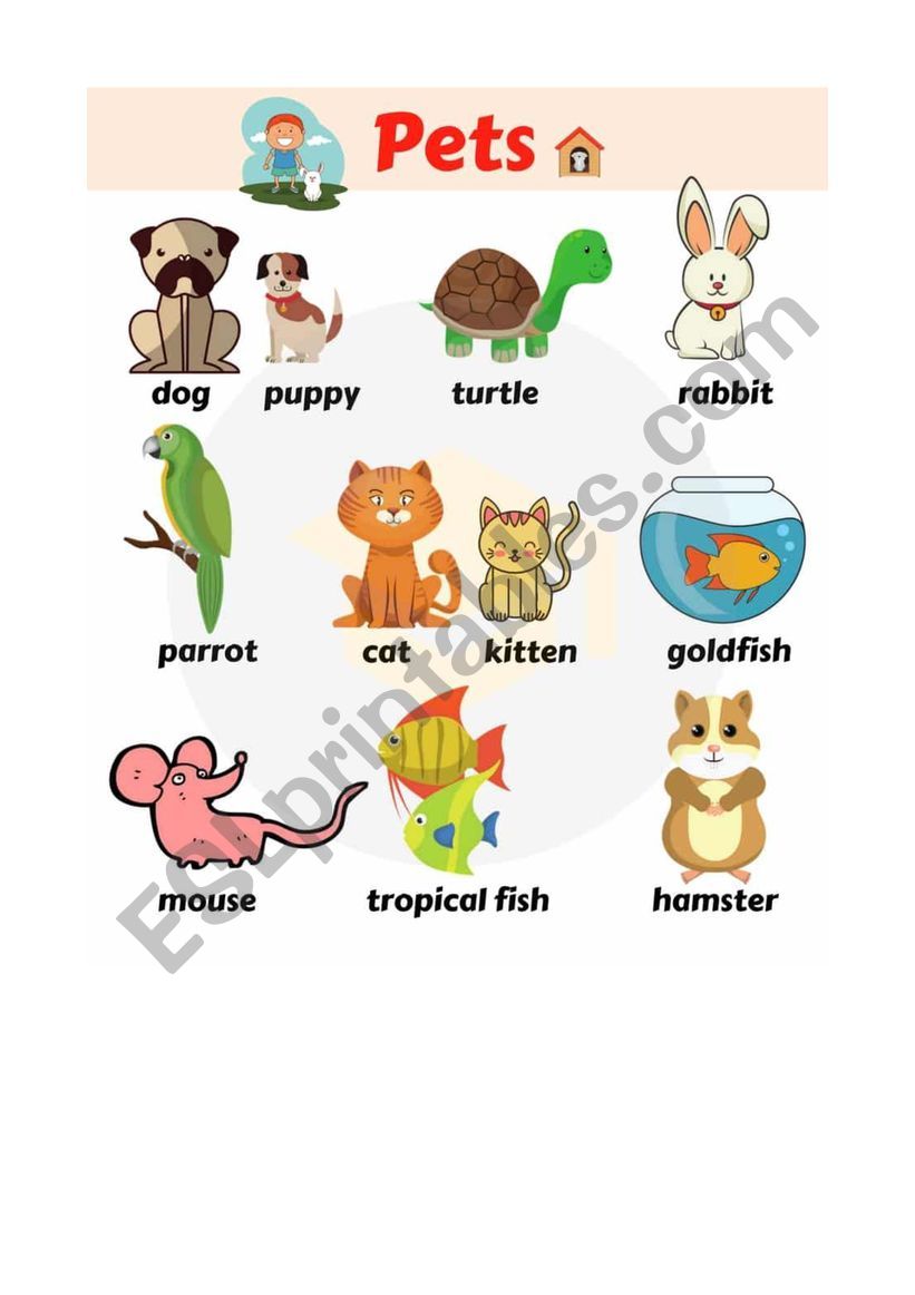 Animals worksheet