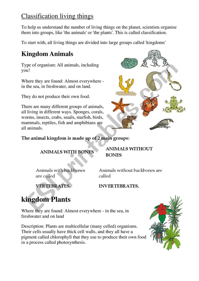 kingdoms worksheet