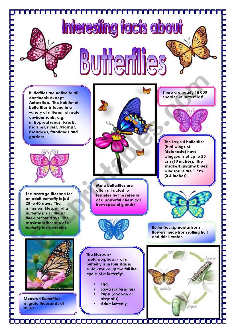 Butterfly Facts For Kids