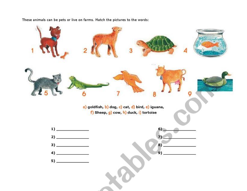 PET ANIMALS worksheet