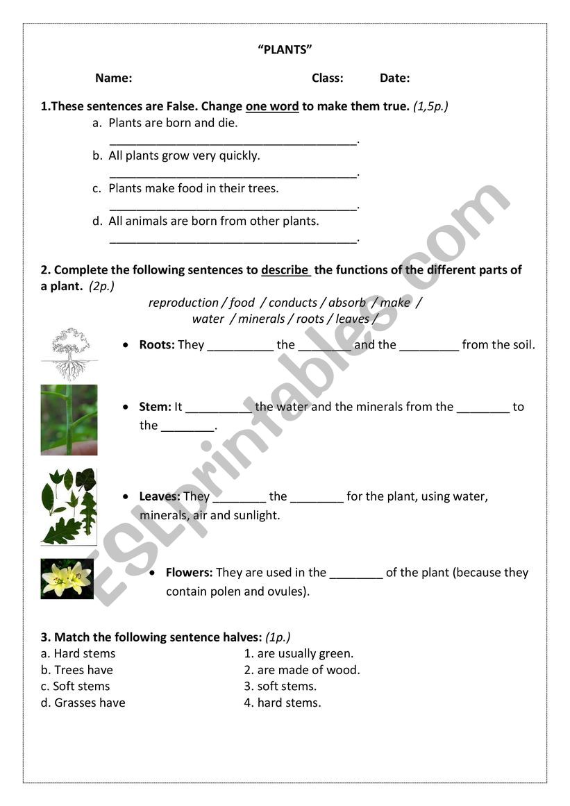 Plants review worksheet