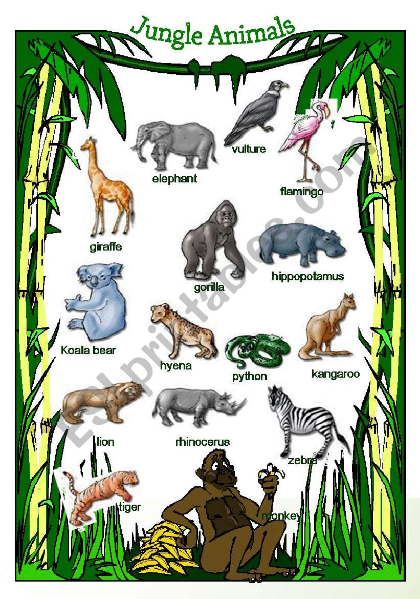 safari jungle names
