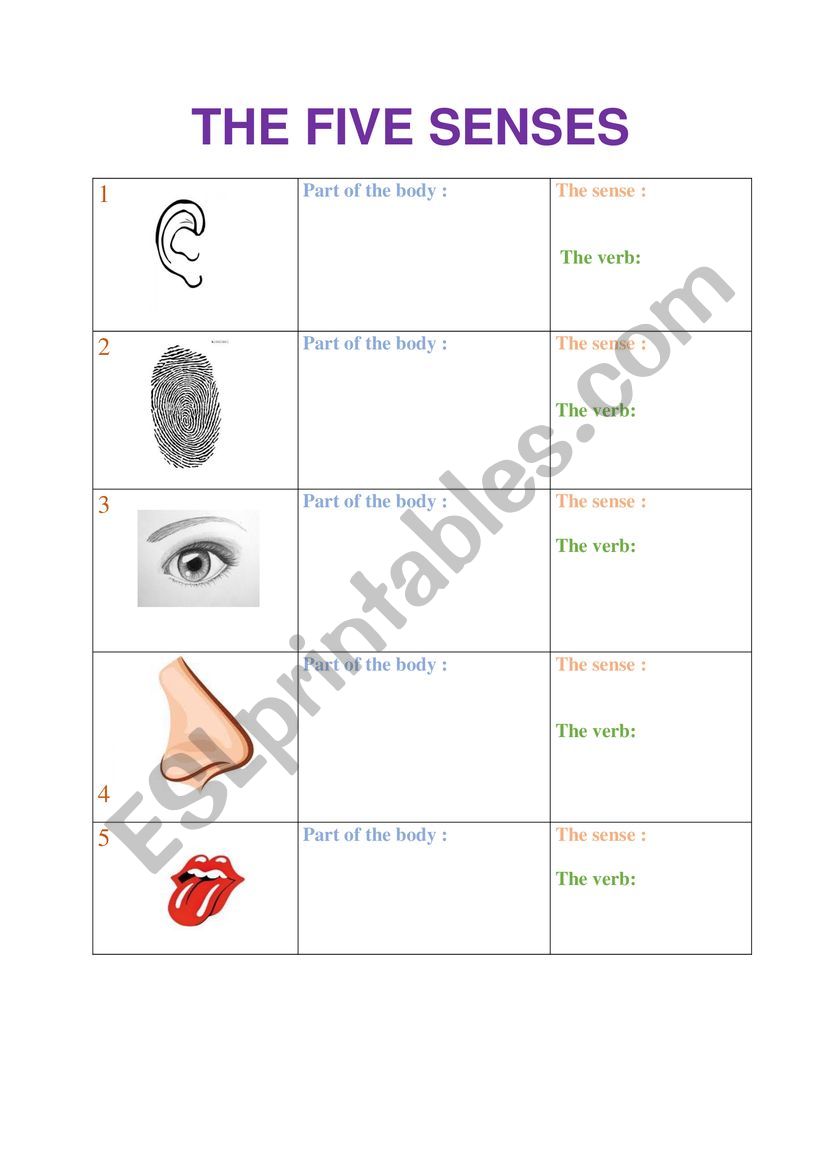 the five senses worksheet