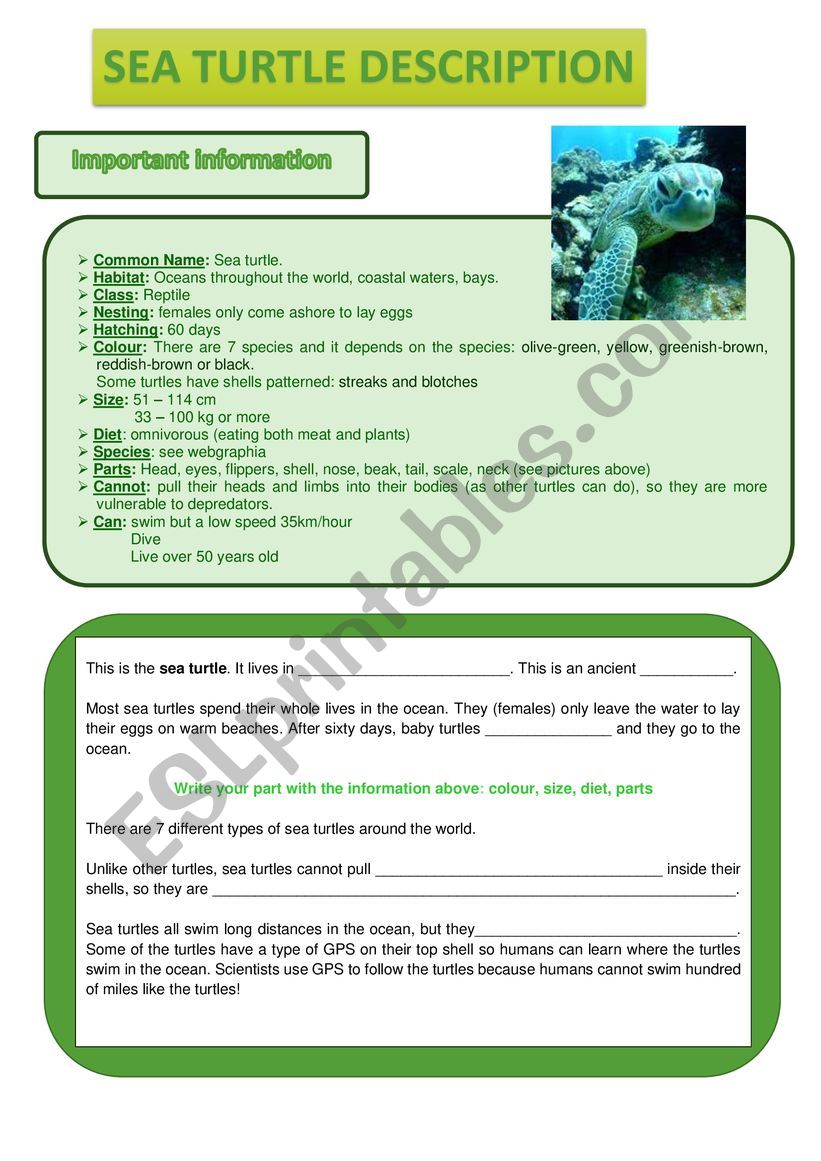 Sea turtle description worksheet