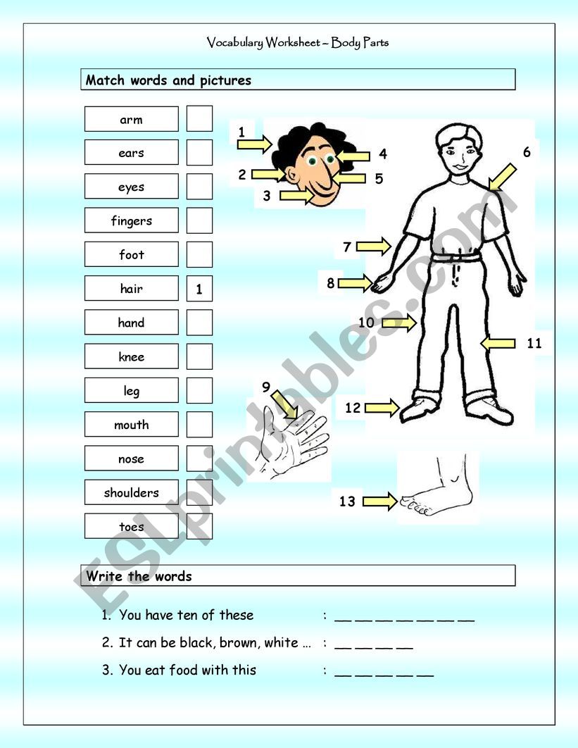 Body Parts worksheet