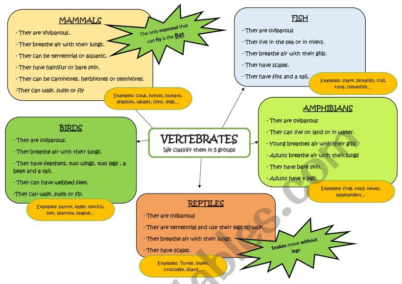chart vertebrates invertebrates worksheet