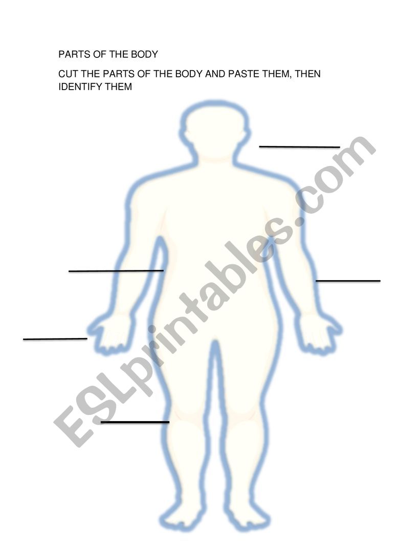 parts of the body  worksheet