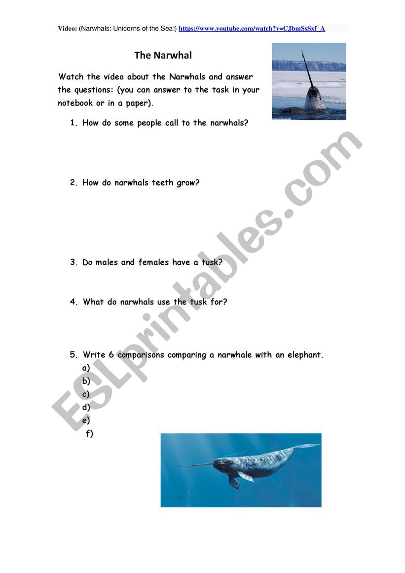 Video-task Narwhals worksheet