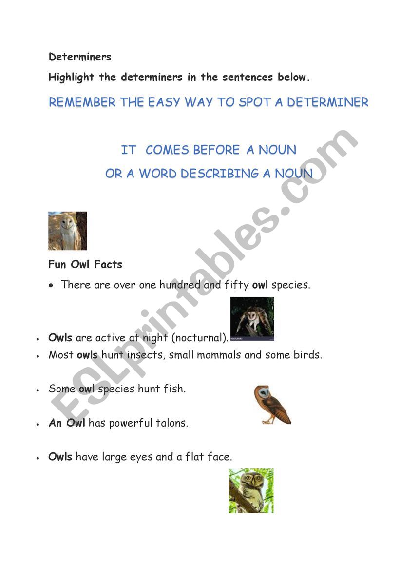 Determiners  Owls worksheet