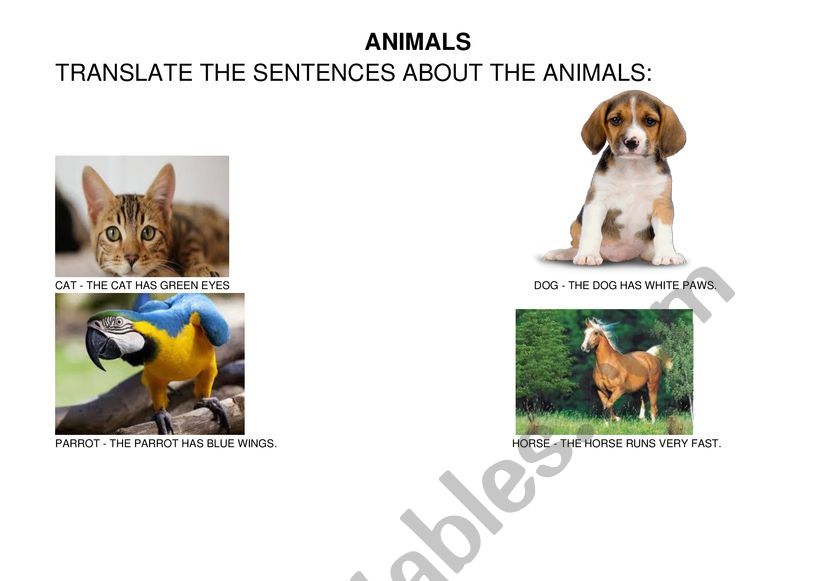 ANIMALS worksheet