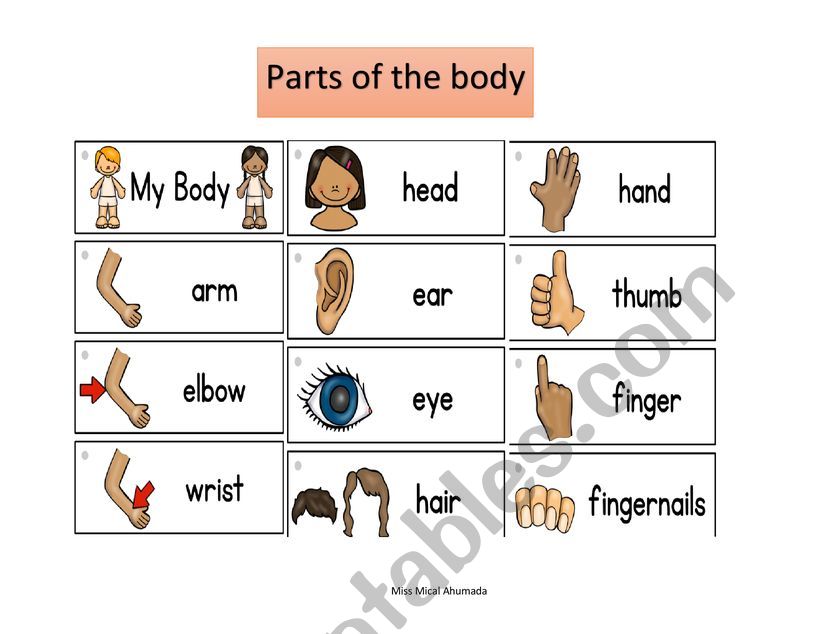 Parts of the body worksheet