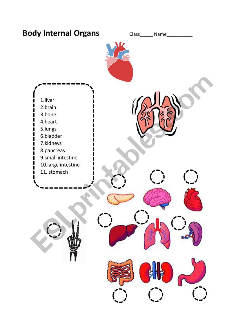Body Internal Organs worksheet