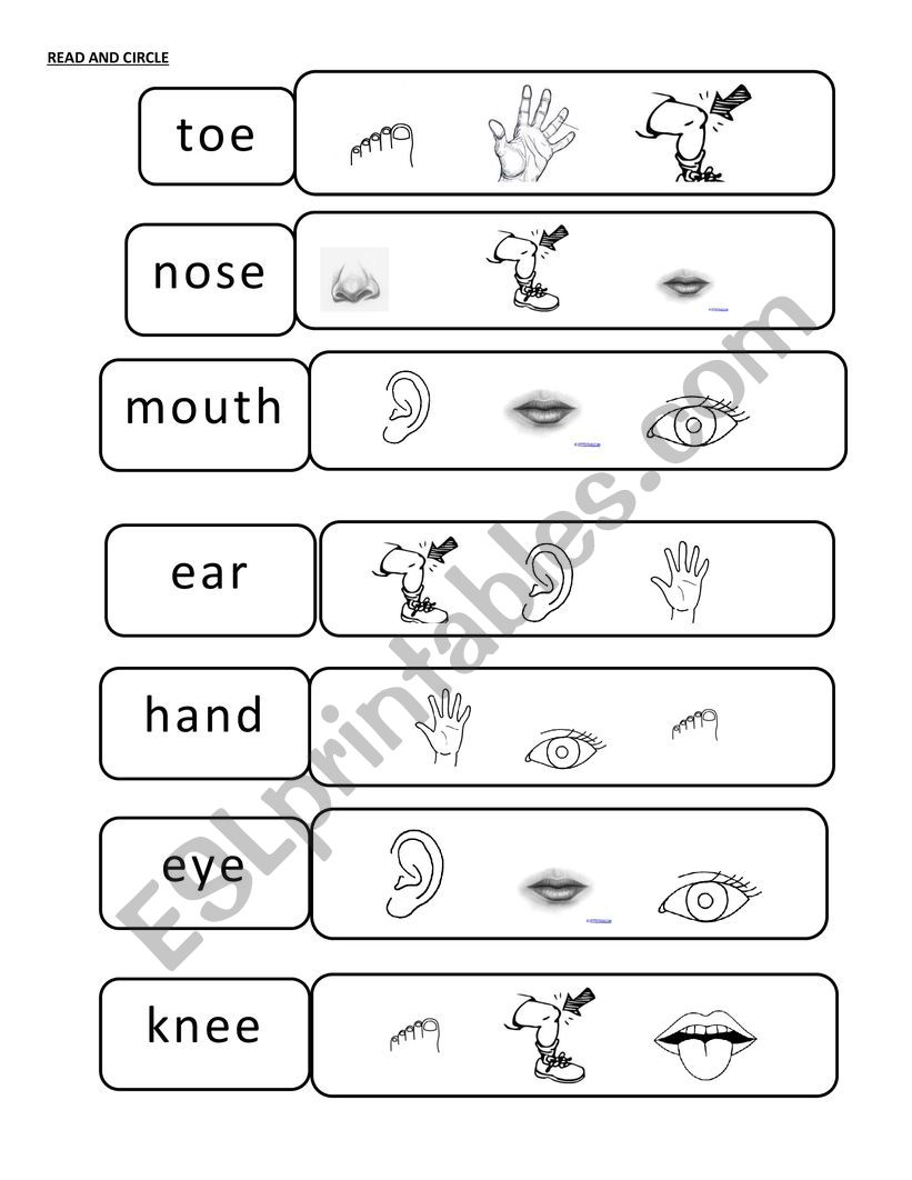 body parts worksheet