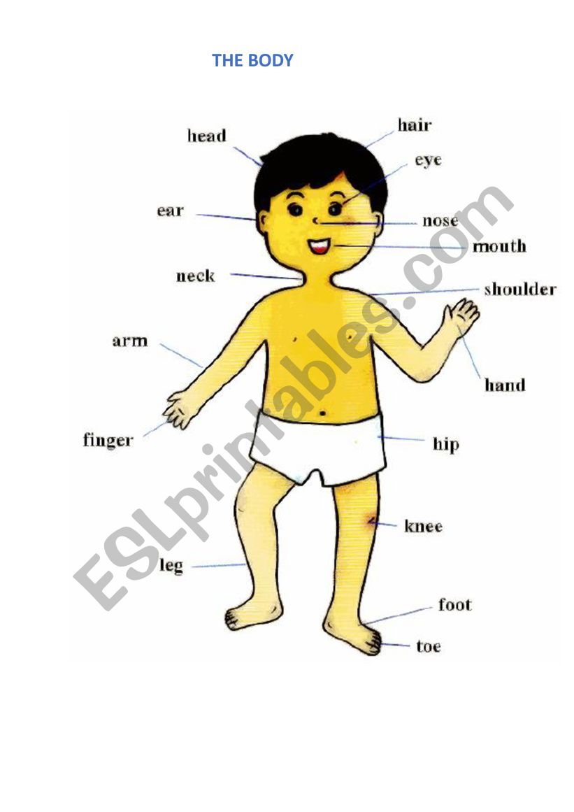 Parts of the body worksheet