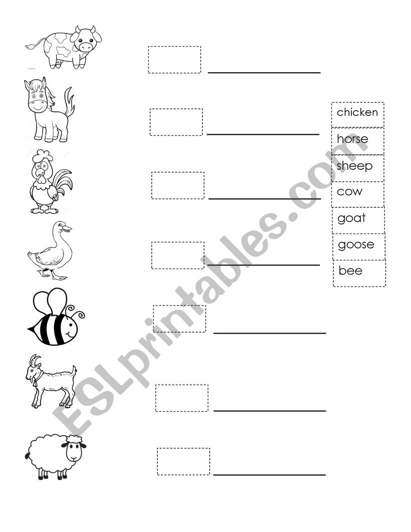 kind of animals worksheet