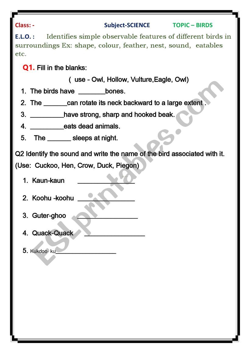 Birds and their Features worksheet