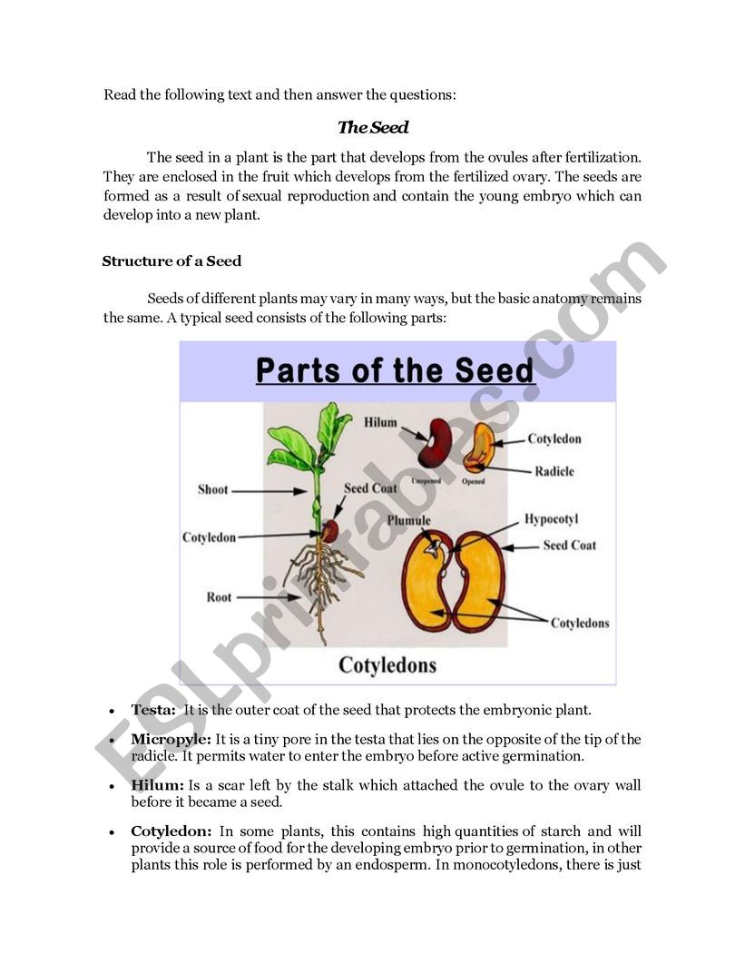 Plants Reproductions Through Seeds Esl Worksheet By Profcarlman