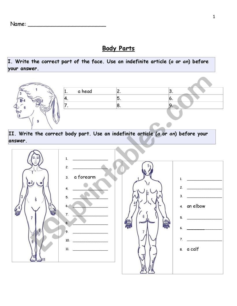 Identify the Body Part worksheet