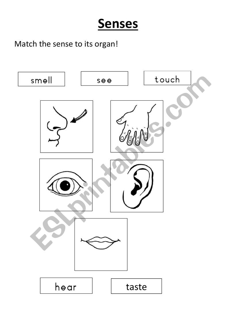 Senses worksheet