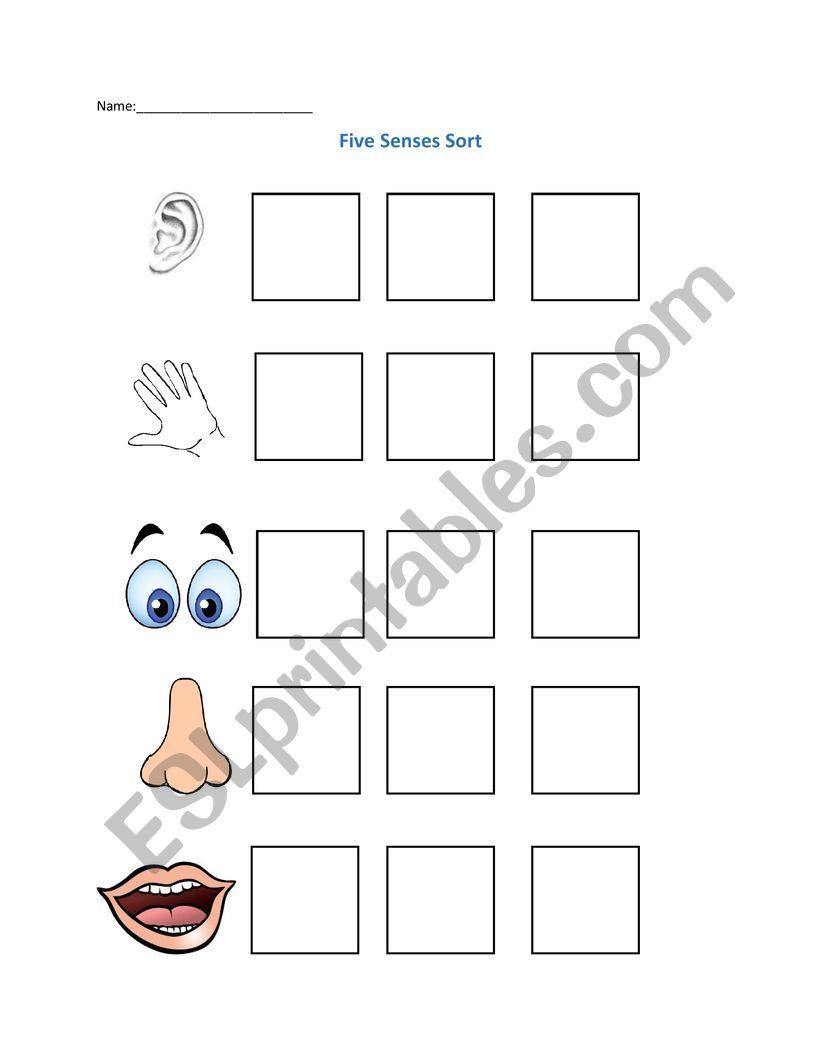 five senses worksheet