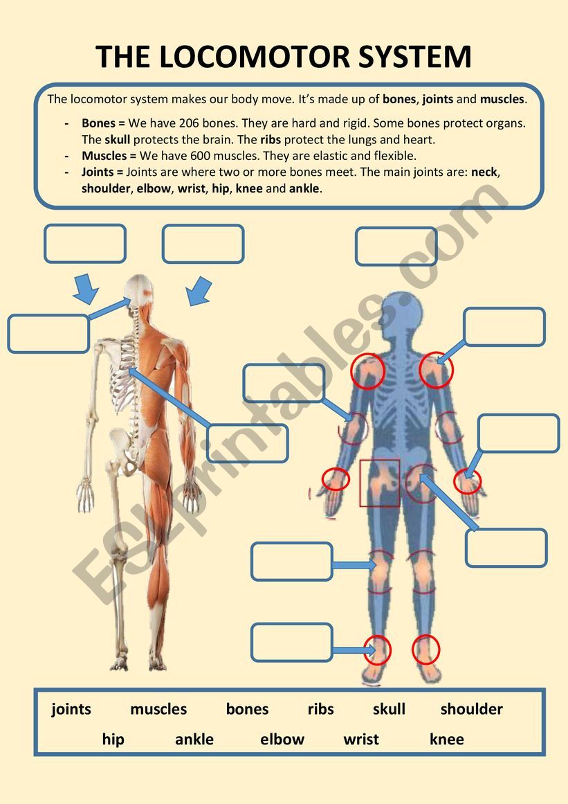 Our locomotor system worksheet