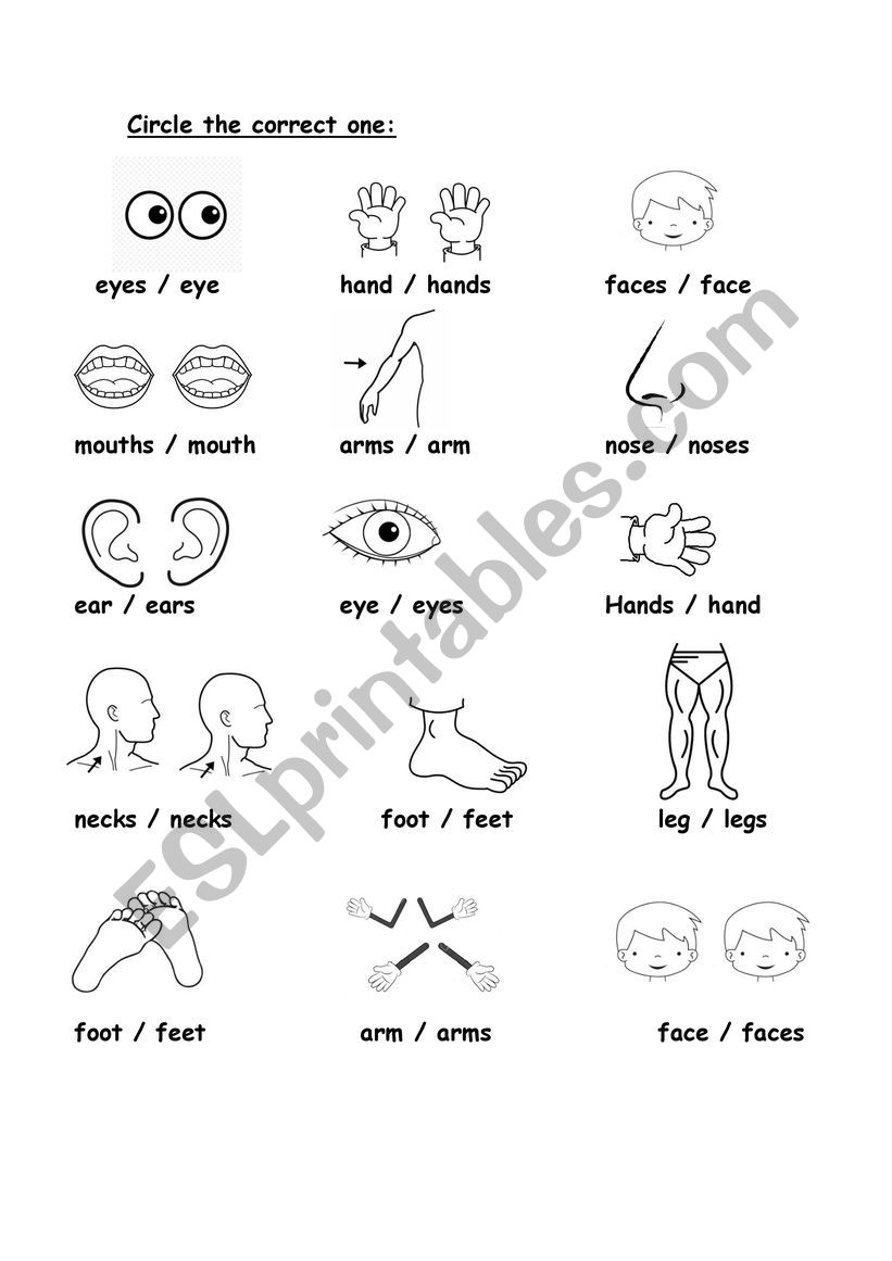 BODY Plurals ESL Worksheet By Teresahmariah