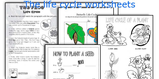 The life cycle worksheets