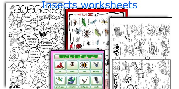 Insects worksheets