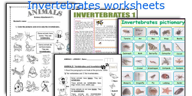 Bewitching invertebrates worksheets free printable | Roy Blog